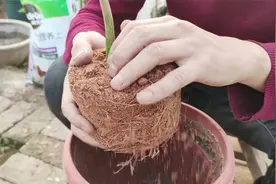 春季买到茶花，教你最简单的换盆“技巧”，不用缓苗直接长视频封面