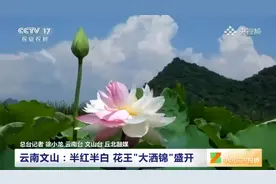 双拼！珍稀荷花“大洒锦”盛开有多美视频封面