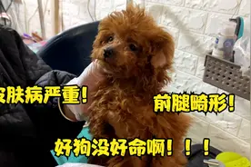 可怜的泰迪前腿畸形，长得漂亮不如跟个好主人，活得还不如流浪狗