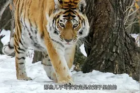 纪录片：俄罗斯寻虎行动视频封面