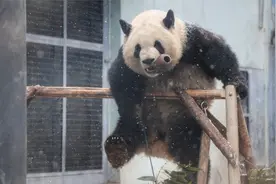 萌兰再次越狱未遂，史上最豪横的甲方萌兰一只熊猫养活一支施工队视频封面