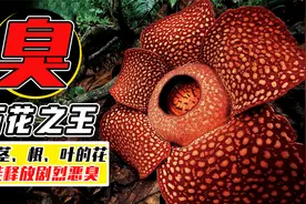森林中的“巨臭之花”，天敌不敢轻易靠近，生怕自己被臭晕视频封面