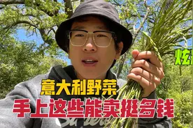 中国小伙去意大利山里摘野菜，国内很少见，意大利满山都是，很贵视频封面