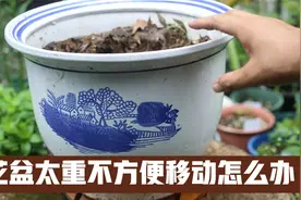 养花花盆太重不方便移动？园艺师教你，使用万向轮移动托盘来解决视频封面
