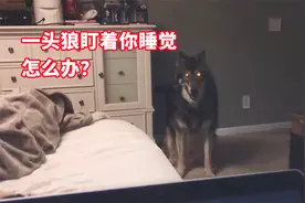 男主捡到小狼，养大后混成了“二哈样”，连路人都看不出真假视频封面