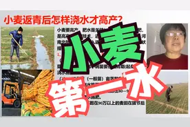 小麦返青后怎样浇水才高产？浇好三水，施好一肥！「农艺师讲农业