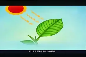 自然科普：关于二氧化碳 ，你知多少视频封面