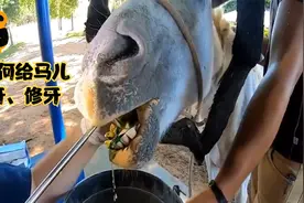 马儿的牙齿坏了，该怎么办呢？想不到也会有给马儿修牙的一天