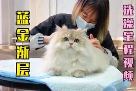 赛级长毛蓝金渐层 洗澡全程不反抗 超高颜值极度舒适！视频封面