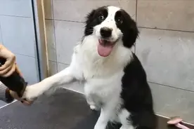 超乖的小边牧，洗澡全程一声不吭，只望着主人微笑！视频封面