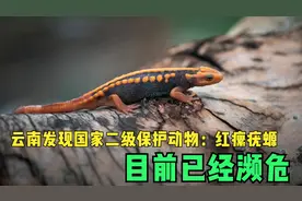 云南发现二级保护动物：红瘰疣螈，竟是阳痿克星，目前已经濒危！视频封面