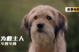 小狗为了救主人，与劫匪斗智斗勇！视频封面