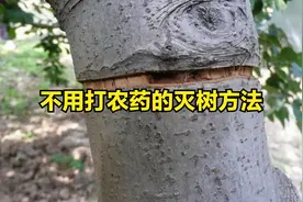 农村消灭大树的好方法，只需用刀割一圈，不用打药很安全！视频封面