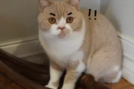 猫咪遇上扫地机器人，连环喵喵拳猛如虎，机器人：我当时害怕极了视频封面
