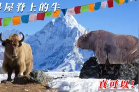 牦牛自由的生长在青藏高原上，比去普通的牛，它们就是牛生赢家视频封面