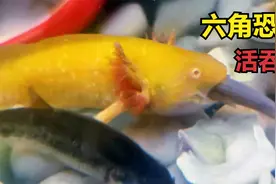 六角恐龙活吞柳根鱼，可以的六角恐龙还有邪恶的一面，鱼不可貌相视频封面