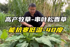 耐寒、耐高温的牧草，串叶松香草多年生，亩产鲜草达15吨以上视频封面