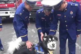 还记得那个消防警报一响就嗷嗷叫的狗子吗？它受邀参观消防队视频封面