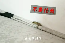 家里居然出现一只壁虎，逗逗不敢用手去捉，最后用吃饭的家伙搞定视频封面