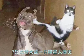 7只比特犬遭一只猫咪揍哭，2只住院治疗，真是太丢脸了！视频封面