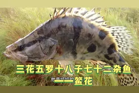 东北鳌花鱼：好吃又好看！和鳜鱼很像，但比鳜鱼高档很多！视频封面