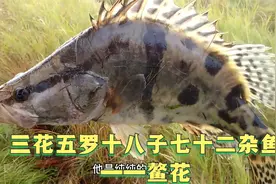 东北鳌花鱼：好吃又好看！和鳜鱼很像，但比鳜鱼高档很多！视频封面