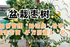 盆栽枣树日常管理“知识点”分享，病虫害方面千万别遇上“它”视频封面