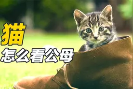 猫咪分公母，原来这么简单？7招教你分辨猫咪性别