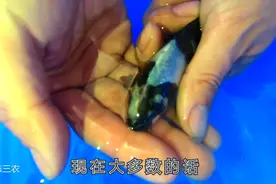 白写锦鲤怎么分选？农村养殖小伙带您鉴赏面迫白写，精品就是精品视频封面