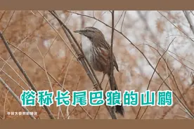 俗称长尾巴狼的山鹛视频封面