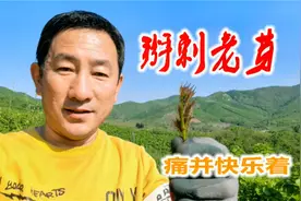 丹东农村山里采野菜，掰刺老芽痛并快乐着，原声视频感受身临其境视频封面