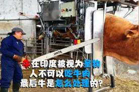 牛在印度被视为圣物，人不可以吃牛肉，最后牛是怎么处理的？视频封面
