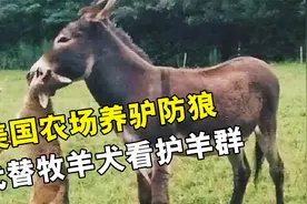驴竟然是狼的克星，美国农场养驴杀狼，驴到底有多厉害？视频封面