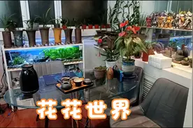 打造兰花舒适的生长环境，其实很简单，看看就明白了视频封面