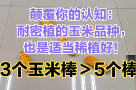 颠覆你的认知：耐密植的玉米品种，也是适当稀植好，3个棒＞5个棒视频封面