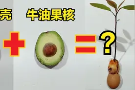 鸡蛋壳里放一个牛油果核——“蛋核合体”，长出了棵树视频封面