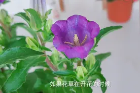 花草在开花的时候，能不能使用磷酸二氢钾？能或者不能都是错误的视频封面