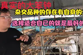 到底能不能养杂交杜寒，还是选择纯种小尾寒羊？可以从这几方面看视频封面