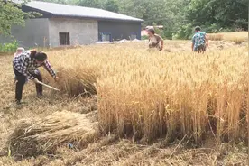 实拍农村收麦子全过程，传统工艺延续至今，满满的儿时记忆