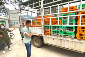 村里来了一车大鹅，超级便宜！只要60元一只，为啥小伙却不敢买？视频封面