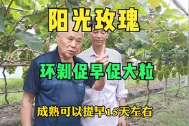 大棚保温栽培阳光玫瑰一项技术，可以增大2克，提早成熟15天左右视频封面