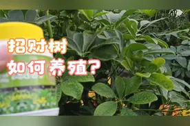 寓意吉祥的招财树应该如何养？这几个技巧让他饱满丰硕，招财纳福视频封面