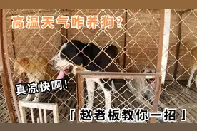 夏天养殖猛犬太辛苦，赵老板传授解暑“秘诀”，真是省钱还有效！