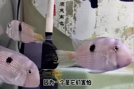 发现一条钻石藩王鱼，长了一对金鱼的大眼睛，是不是突眼病呢？