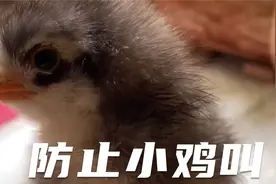 网友建议的各种防止小鸡叫的方法我都尝试了