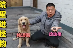 金毛在院里发现只小乌龟，让小虎给它炖汤喝，小虎却想把它给卖钱