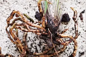 1粒药片加啤酒水，制成“超级营养水”，养好兰花的根不要太容易视频封面