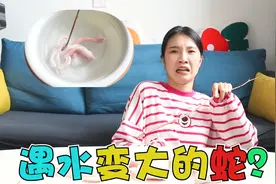 听说有一种“蛇”泡到水里，第二天就能变成巨蟒，真有这么神奇？