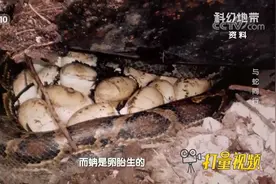 你知道蟒和蚺最科学的分类是什么吗？专家：蟒是卵生的|科幻地带视频封面