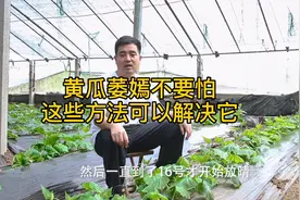 黄瓜萎焉不要怕，找到原因用对方法，就能有效解决它！